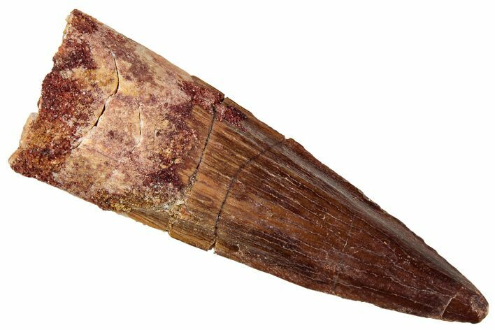 Fossil Spinosaurus Tooth - Real Dinosaur Tooth #329506
